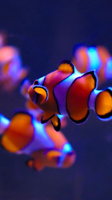 Clownfish, Aquarium, Underwater