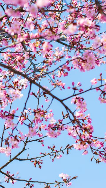 Cherry blossom, Spring, Pink flowers, Blue Sky, Clear sky, Tree Branches, 5K