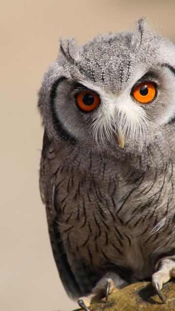 Zwergeule, Owl, Bokeh, Portrait, Blur background, Wildlife, Orange