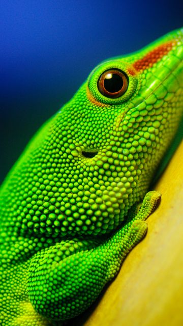 Green Lizard, Closeup, Macro, Reptile, Vivid, HDR