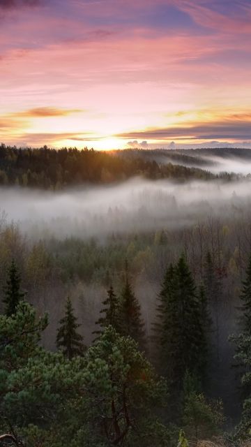 Noux National Park, Finland, Sunrise, Fog, Forest, Green Trees, Landscape, Early Morning