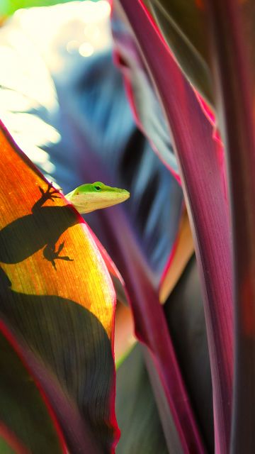 Green Lizard, Silhouette, Plant Leaves, Closeup Photography, Reptile, Peek, Selective Focus