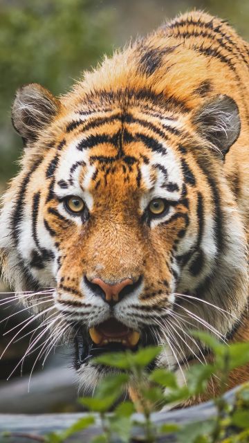Bengal Tiger, Big cat, Predator, Wild animal