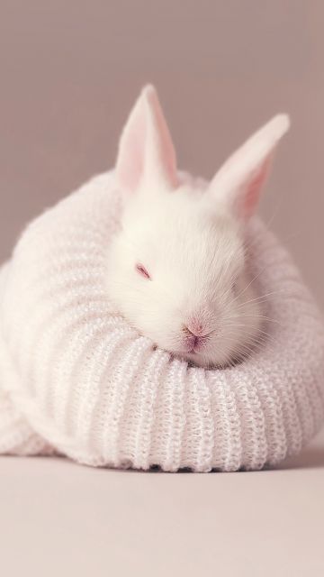 White rabbit, Newborn, Baby bunny, Sock, Cute bunny, Aesthetic