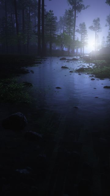 Dark Forest, Water Stream, Trees, Landscape, Woods, Night time
