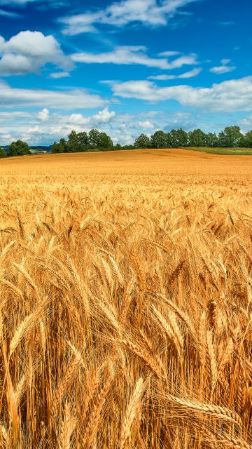 Golden fields, Crop, Landscape, Blue Sky, White Clouds, Wheat field, Scenery
