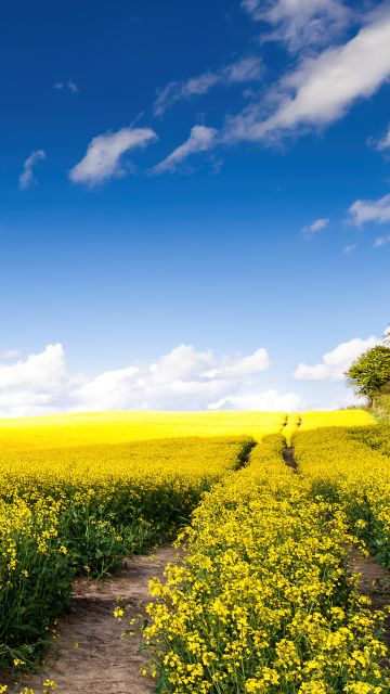 Rape fields, Yellow flowers, Landscape, White Clouds, Blue Sky, Beautiful, Scenery, Sunny day, Rapeseed fields, Germany, Spring