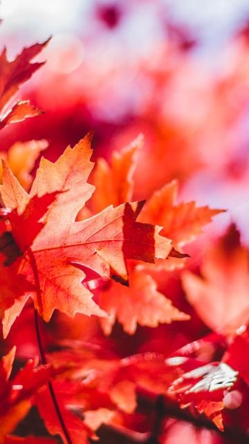 Maple leaves, Red leaves, Selective Focus, Autumn, Blur background, Closeup, 5K