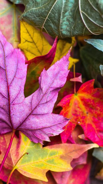 Maple leaves, Purple leaf, Leaf Background, Fallen Leaves, Texture, Autumn leaves, Seasons, 5K