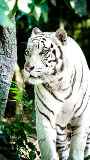 White tiger, Bengal Tiger, Forest, Daytime, Big cat
