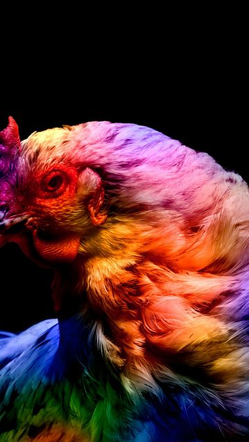 Chicken, Colorful, Black background, AMOLED