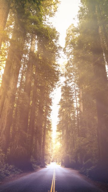 Redwoods National Park, California, Woods, Morning sun, Sun rays, Empty Road, Landscape, Scenery, 5K