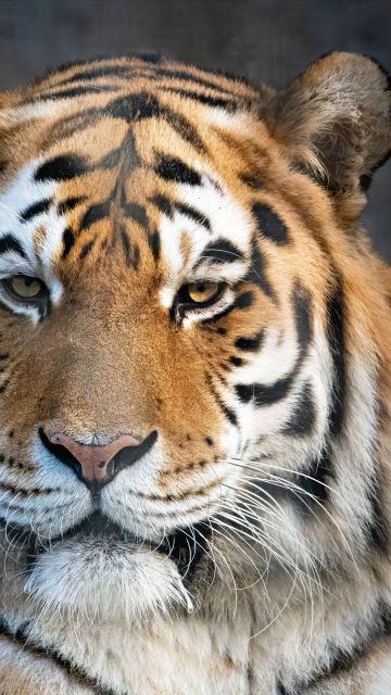 Bengal Tiger, Portrait, Closeup Photography
