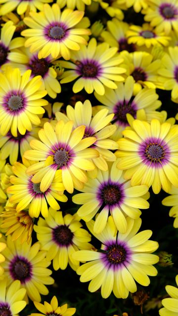 Yellow Daisies, Blossom, Bloom, Spring, Yellow flowers, Closeup Photography, Purple, Floral Background, 5K