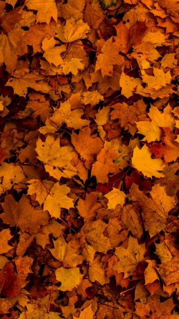 Fallen Leaves, Autumn, Maple leaves, Texture, Foliage, Seasons, 5K