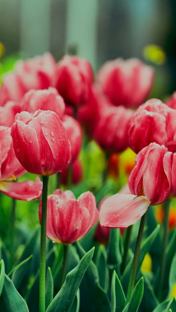 Pink Tulips, Flower garden, Greenery, Wet Flowers, Blossom, Bloom, Floral, 5K, 8K
