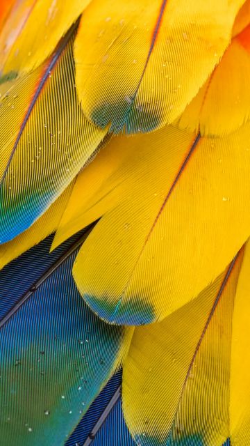 Macaw Feathers, Pattern, Multicolor, Colorful, Closeup, Macro, Water drops, Texture, Scarlet macaw