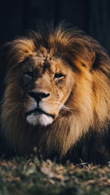 Lion, Wildlife, Carnivore, Predator, Zoo, Safari ride, 5K