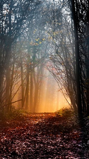 Woodland, Early Morning, Sun light, Forest path, Trees, Woods, Landscape, Fallen Leaves, 5K