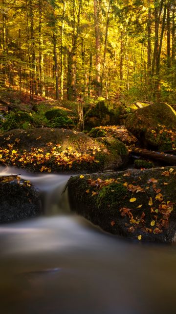 Forest, Water Stream, Autumn, Fall Foliage, Autumn leaves, Bavaria, Germany