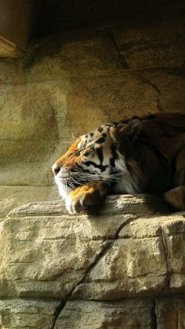 Sleeping Tiger, Rock, Big cat, Carnivore, Predator, Sun light, Zoo