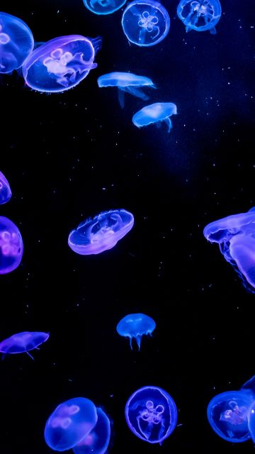 Jellyfishes, Blue, Purple, Black background, Underwater, Glowing, Aquarium, Vibrant, AMOLED, 5K, Bioluminescence