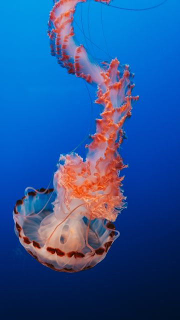 Jellyfish, Orange, Blue background, Underwater, Aquarium, 5K