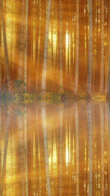 Woodland, 5K, Forest Trees, Sun light, Mist, Body of Water, Reflection, Sunset, Mirror Lake, Scenic