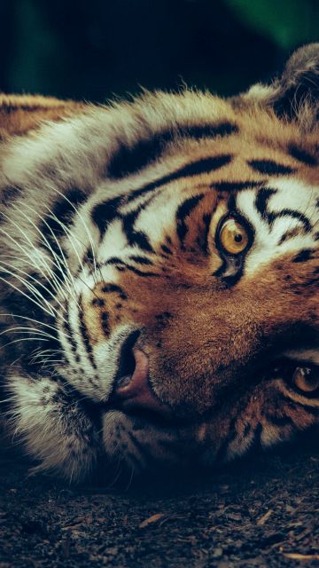 Siberian tiger, Staring, Closeup Photography, Selective Focus, Big cat, Carnivore, Predator, Wild animal, 5K