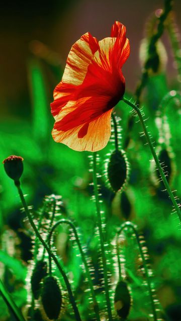 Poppy flower, Landscape, Green, Bloom