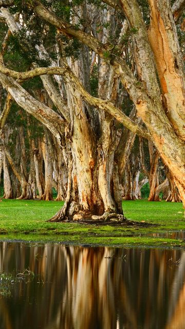 Centennial Park, Forest, Rainy day, Swamp, Australia
