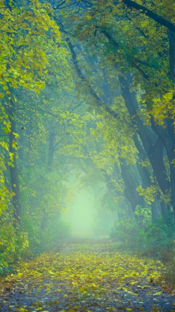 Spring, Forest, Path, Foggy, Foliage, Yellow leaves, Green, 5K