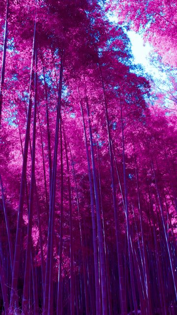Arashiyama Bamboo Grove, Infrared, Bamboo Forest, Kyoto, Japan