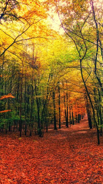 Forest, Fall, Autumn, Sunny day, Foliage, Sunlight, 5K