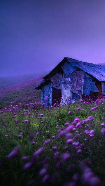 Landscape, Spring, Violet flowers, Scenic, Morning, Fog, Scenery, 5K, 8K