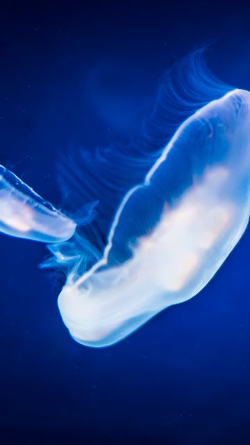 Jellyfishes, Underwater, Blue, Under the Sea, 5K, Bioluminescence
