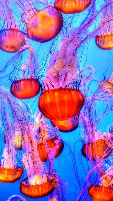 Orange Jelly Fishes, Blue background, Underwater, Marine life, Sea Life, Monterey Bay Aquarium
