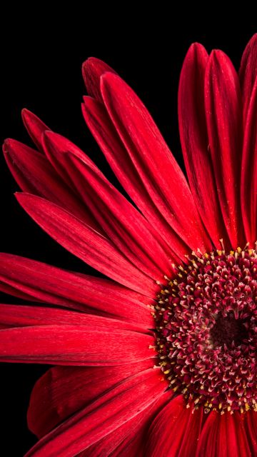 Gerbera Daisy, Red flowers, Black background, AMOLED, Closeup, Macro
