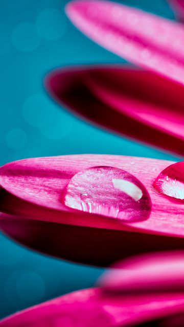 Water droplets, Gerbera flower, Petals, Closeup, Macro, Pink flower, Bokeh, Selective Focus, 5K