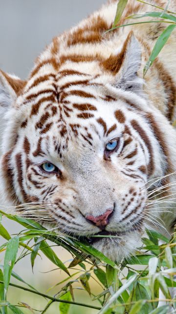 White tiger, Bamboo Leaves, Zoo, Wild animal, Big cat, Carnivore, Predator, 5K