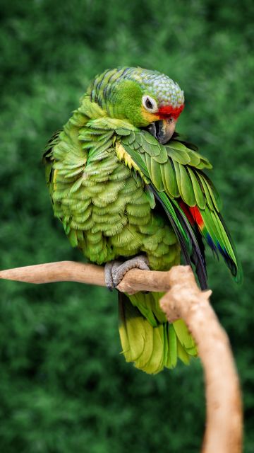 Parrot, Green background, Bokeh, Tree Branch, Selective Focus, Portrait, Bird, 5K