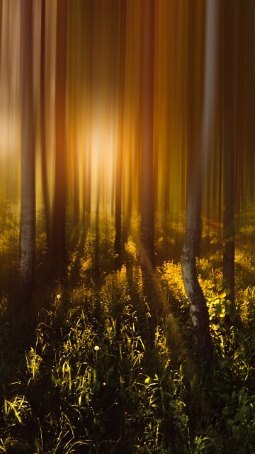 Forest Trees, Sunlight, Sunrise, Woods, Shadow, Blurred, Long exposure, 5K