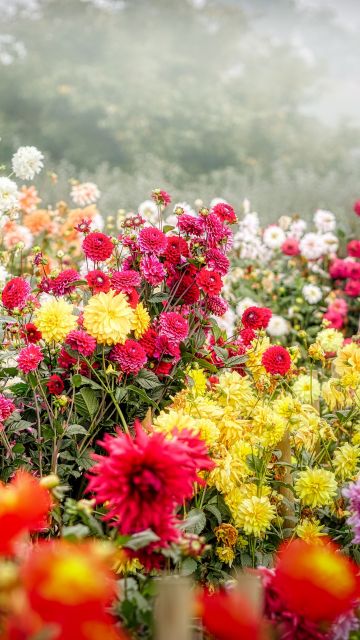 Dahlia flower, Blossom, Bloom, Flower garden, Colorful, Fog, Floral Background, 5K