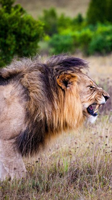 Lion, Roaring, National Park, Wild animals, 5K