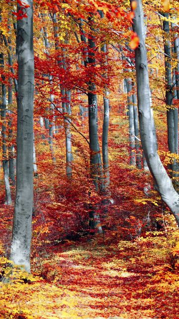 Autumn Forest, Woods, Trees, Fall, Seasons, Colourful, Foliage, Landscape, Scenery