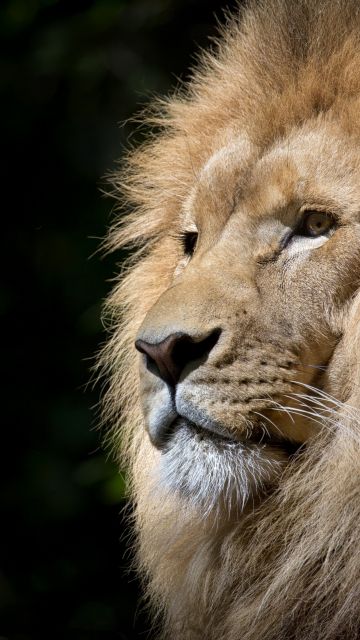 African Lion, Face, Big cat, Predator, Carnivore, Wild animal, Zoo, Feline, Portrait, Mane