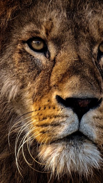 African Lion, Portrait, Big cat, Dangerous, Wild animal, Predator, Carnivore, Closeup