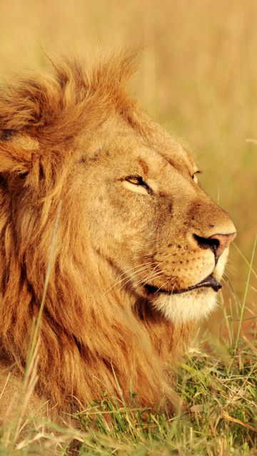 African Lion, Safari, Big cat, Predator, Wild animal, Portrait, Carnivore