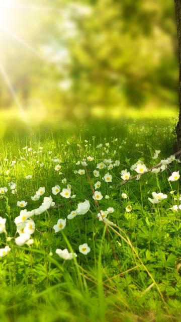 Tree Trunk, Meadow, Greenery, Sunlight, White flowers, Selective Focus, Grass, Wood