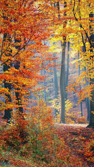 Autumn trees, Fallen Leaves, Seasons, Forest, Landscape, Scenery, Woods